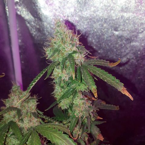 Glue Gelato Auto growlog timeline photo
