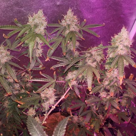 Glue Gelato Auto growlog timeline photo