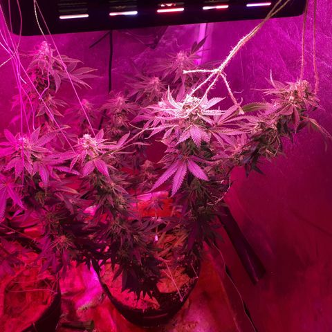 Gorilla Zkittlez growlog timeline photo