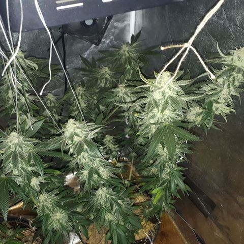 Gorilla Zkittlez growlog timeline photo