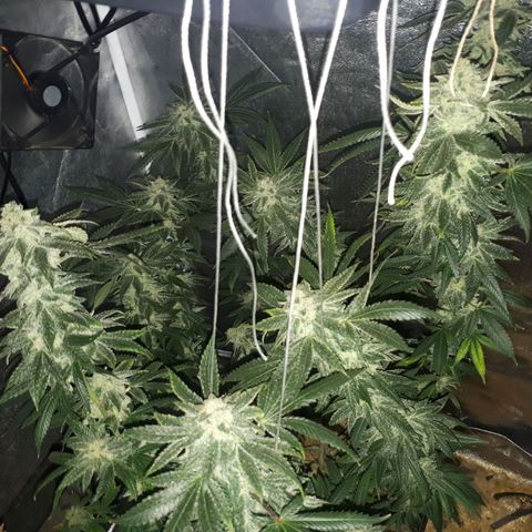 Gorilla Zkittlez growlog timeline photo