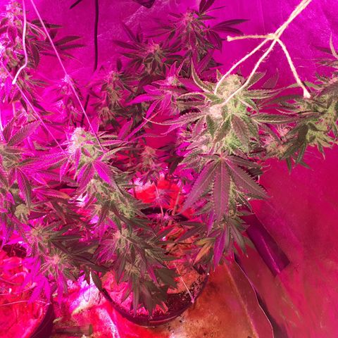 Gorilla Zkittlez growlog timeline photo