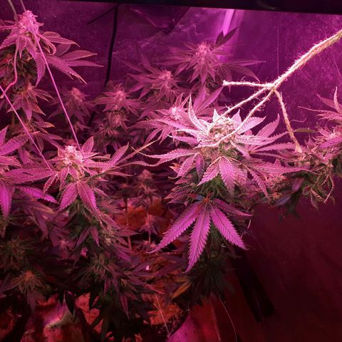 Gorilla Zkittlez growlog timeline photo