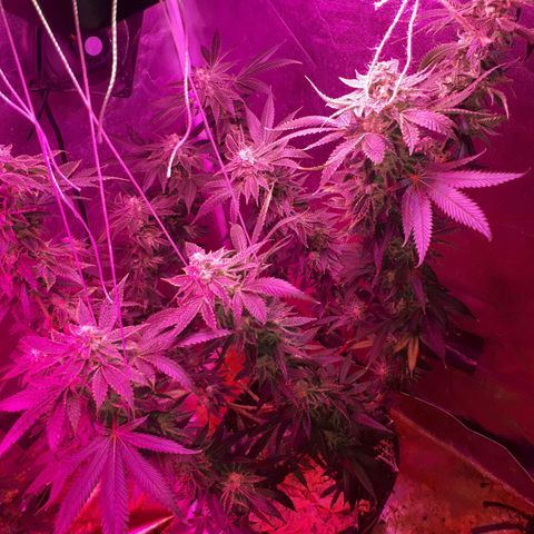 Gorilla Zkittlez growlog timeline photo