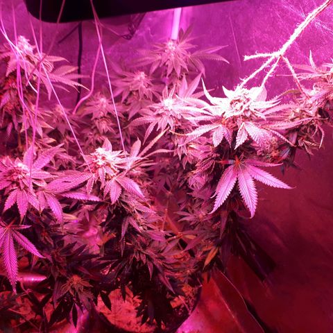 Gorilla Zkittlez growlog timeline photo
