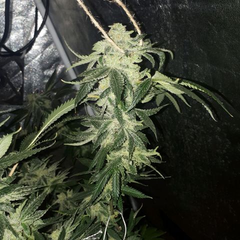 Gorilla Zkittlez growlog timeline photo