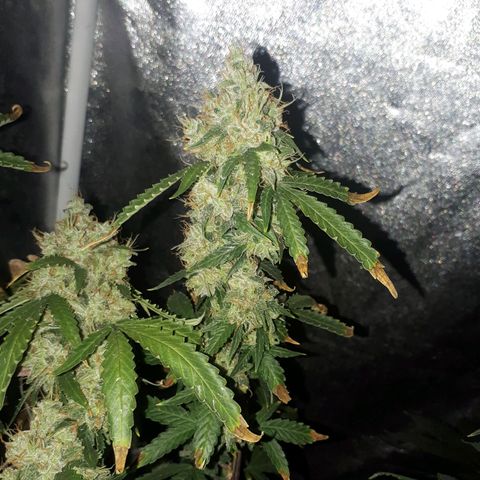 Glue Gelato Auto growlog timeline photo