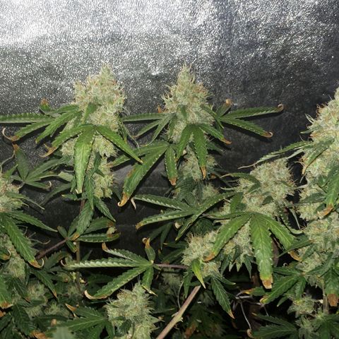 Glue Gelato Auto growlog timeline photo