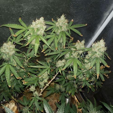 Glue Gelato Auto growlog timeline photo