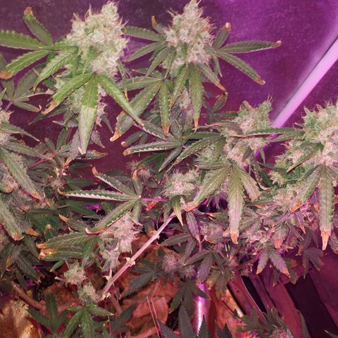 Glue Gelato Auto growlog timeline photo
