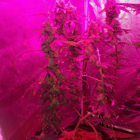 Glue Gelato Auto growlog timeline photo