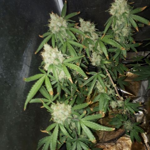 Glue Gelato Auto growlog timeline photo