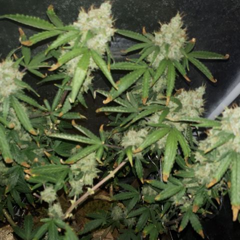Glue Gelato Auto growlog timeline photo
