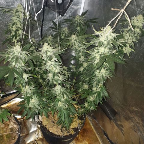 Gorilla Zkittlez growlog timeline photo