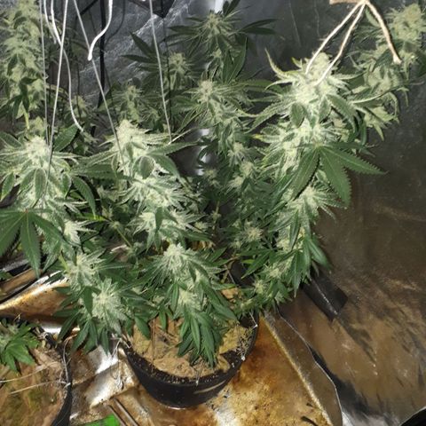 Gorilla Zkittlez growlog timeline photo