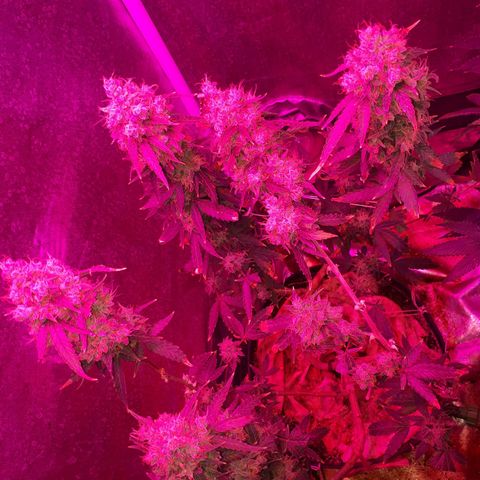 Glue Gelato Auto growlog timeline photo