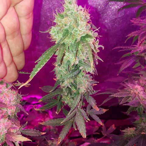 Glue Gelato Auto growlog timeline photo