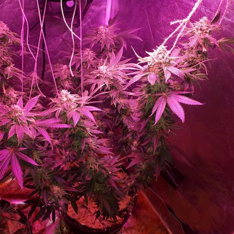 Gorilla Zkittlez growlog timeline photo