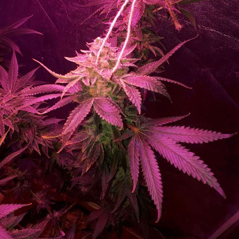 Gorilla Zkittlez growlog timeline photo