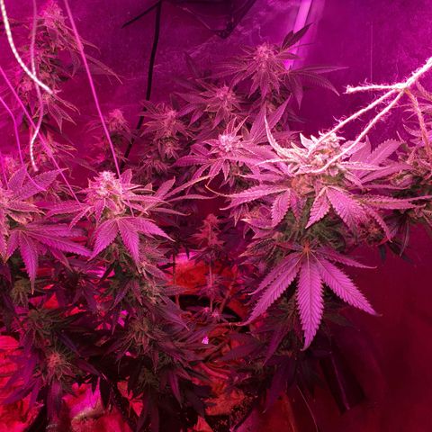 Gorilla Zkittlez growlog timeline photo