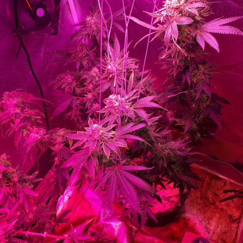 Gorilla Zkittlez growlog timeline photo