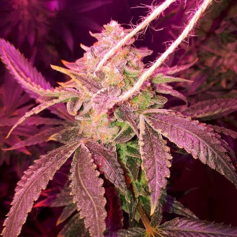 Gorilla Zkittlez growlog timeline photo