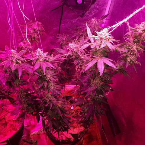 Gorilla Zkittlez growlog timeline photo