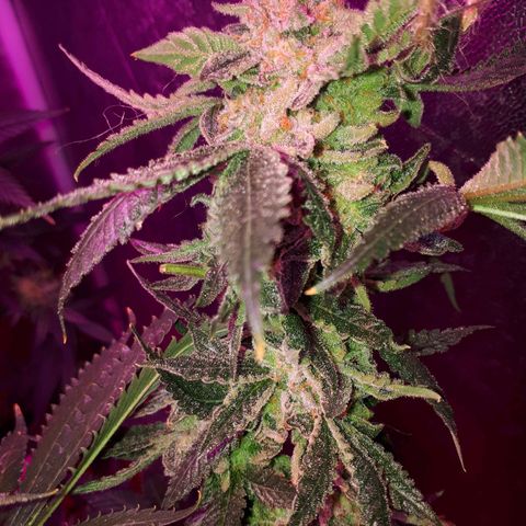 Gorilla Zkittlez growlog timeline photo