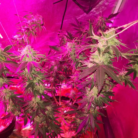 Gorilla Zkittlez growlog timeline photo