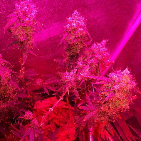 Glue Gelato Auto growlog timeline photo