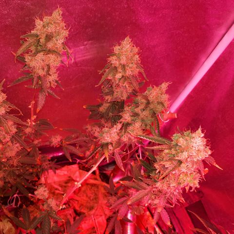 Glue Gelato Auto growlog timeline photo