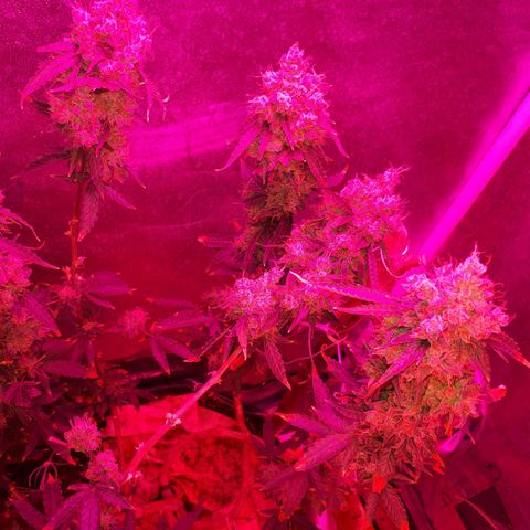 Glue Gelato Auto growlog timeline photo