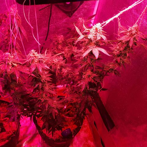 Gorilla Zkittlez growlog timeline photo