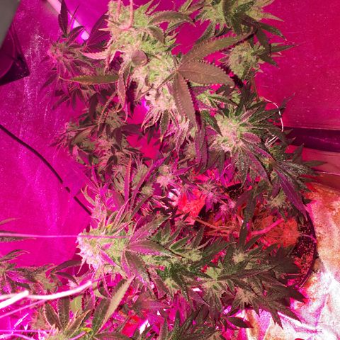 Gorilla Zkittlez growlog timeline photo