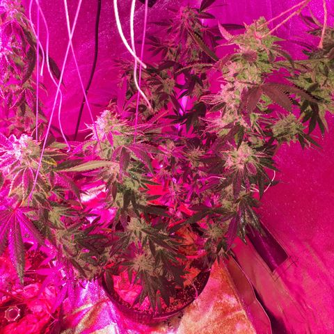 Gorilla Zkittlez growlog timeline photo