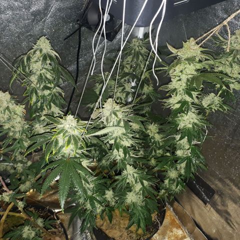 Gorilla Zkittlez growlog timeline photo