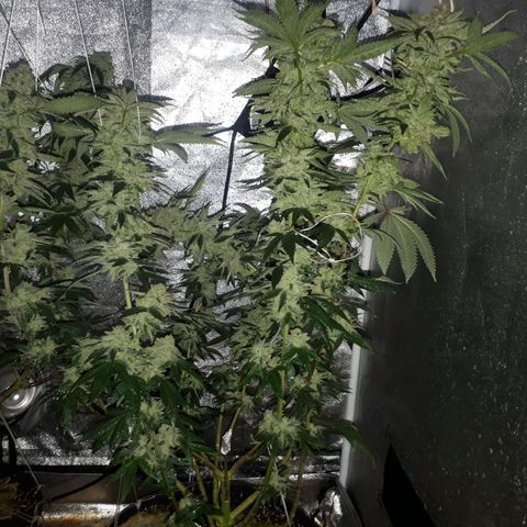 Gorilla Zkittlez growlog timeline photo