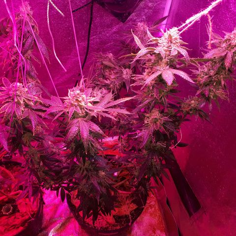 Gorilla Zkittlez growlog timeline photo