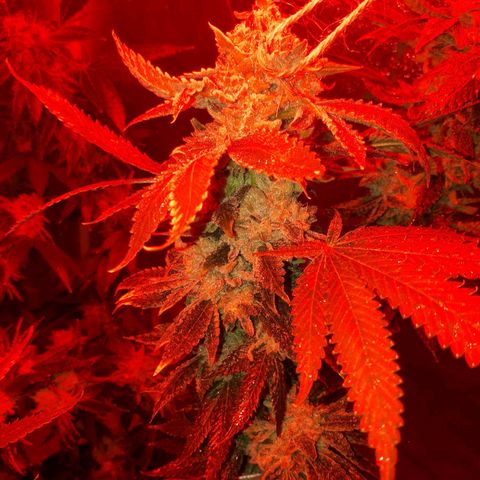Gorilla Zkittlez growlog timeline photo