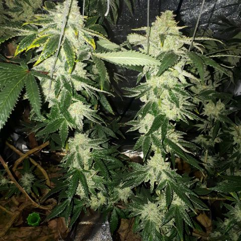 Gorilla Zkittlez growlog timeline photo