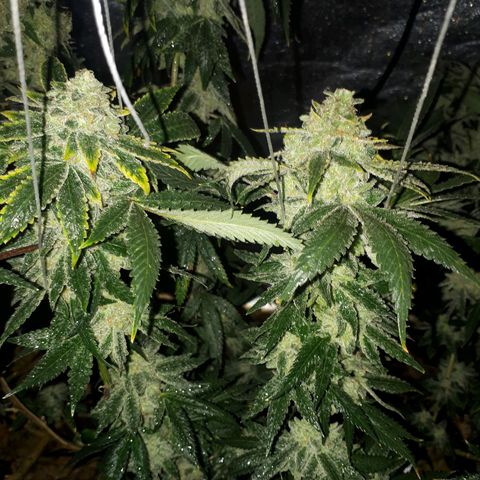 Gorilla Zkittlez growlog timeline photo