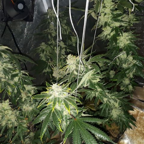 Gorilla Zkittlez growlog timeline photo