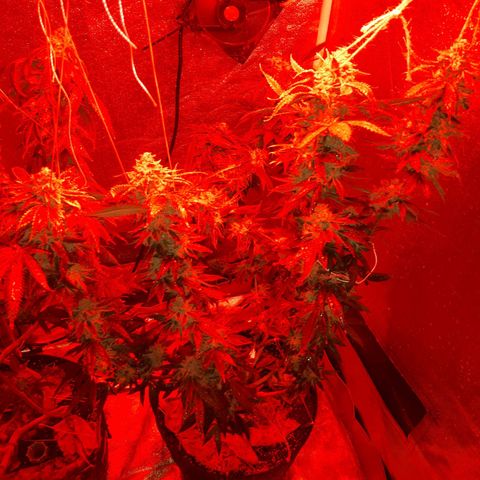 Gorilla Zkittlez growlog timeline photo