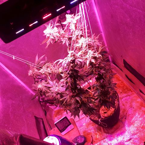 Gorilla Zkittlez growlog timeline photo
