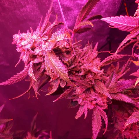 Gorilla Zkittlez growlog timeline photo
