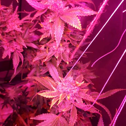 Gorilla Zkittlez growlog timeline photo