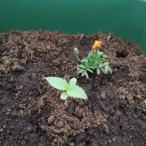 Auto blueberry growlog timeline photo