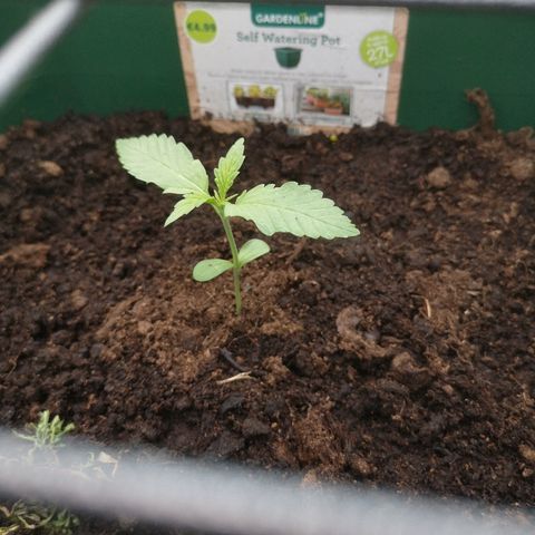 Auto blueberry growlog timeline photo