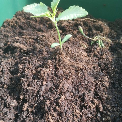 Auto blueberry growlog timeline photo