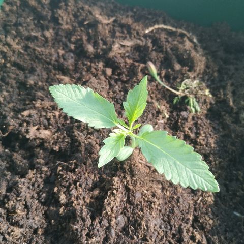 Auto blueberry growlog timeline photo